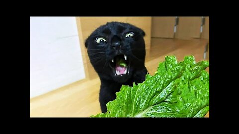 Funny Cats 😹 - Keep laughing 🤣 - Funniest Cats Ever