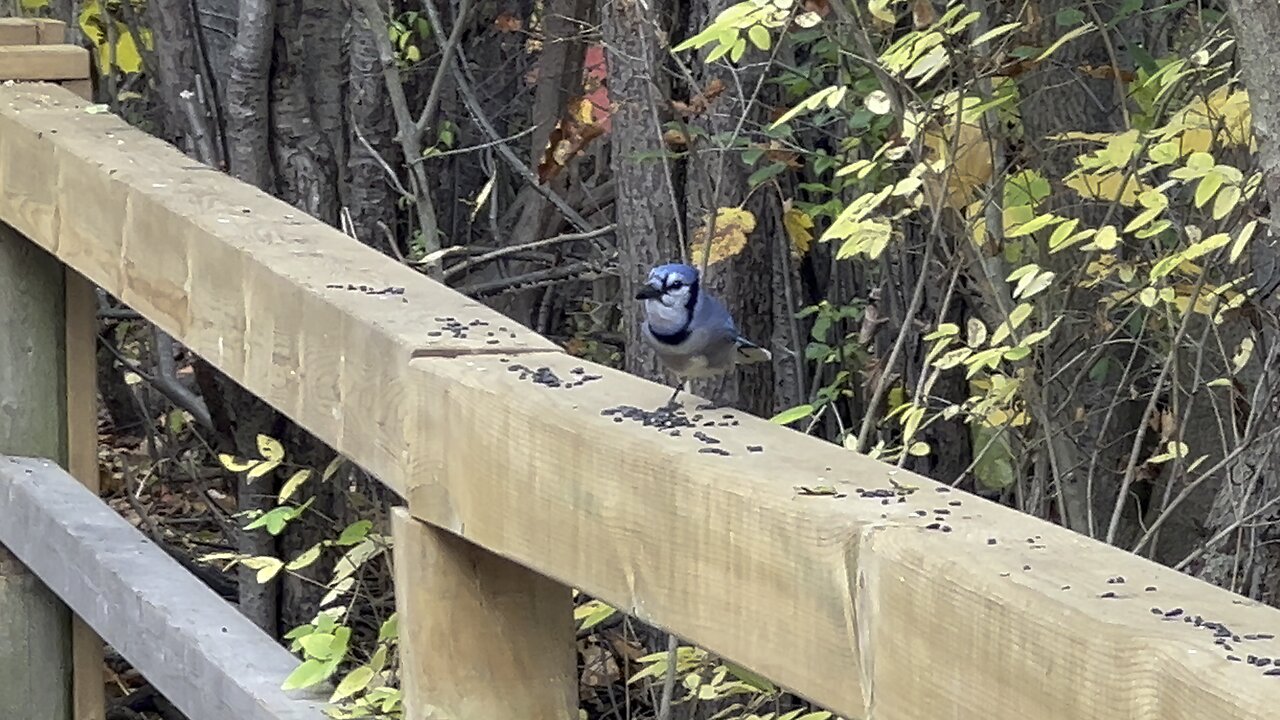 Blue Jay didn't appreciate my whistle I guess 🤣