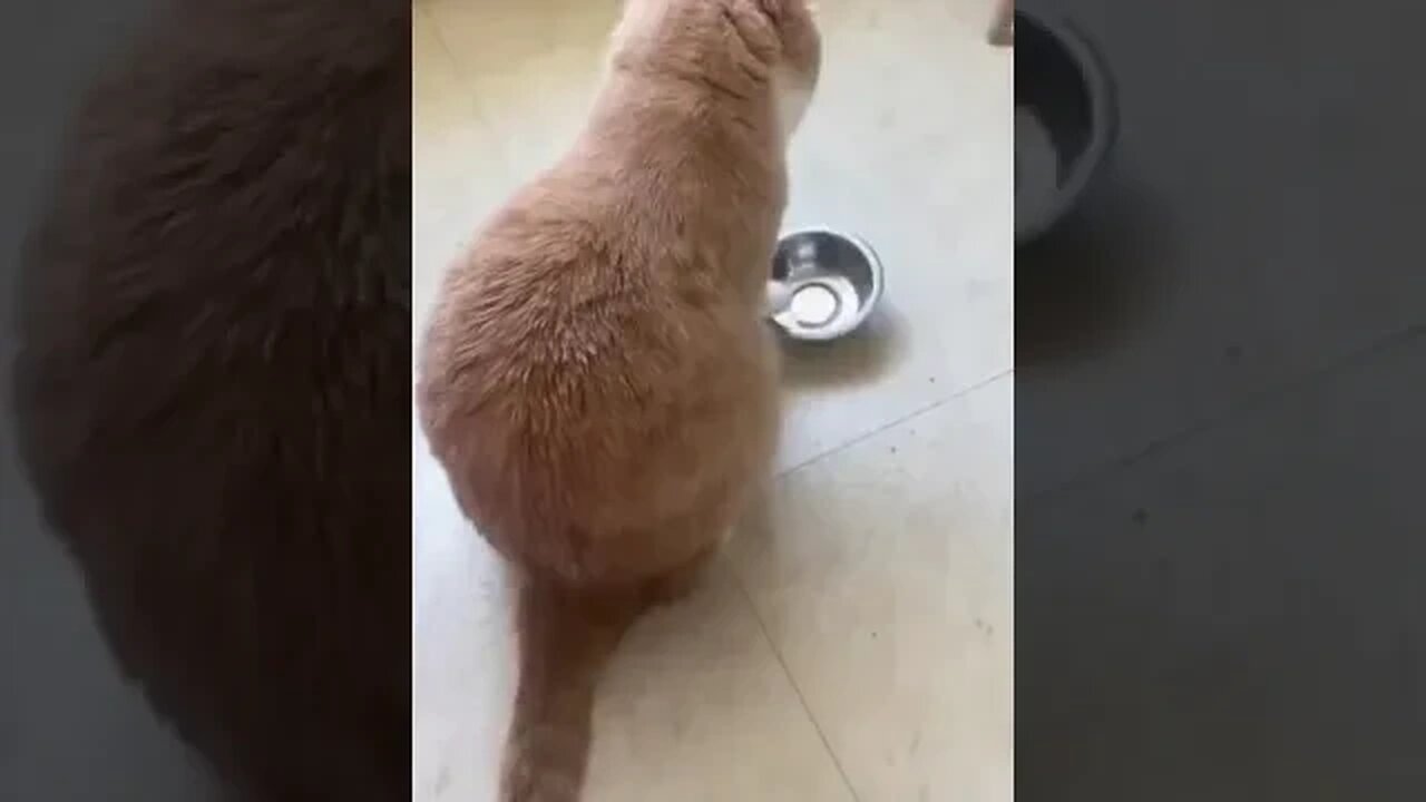 cats playing with steel bowl #funnyvideo #petvideos