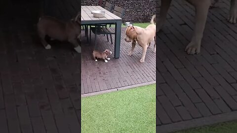 Beautiful dogs