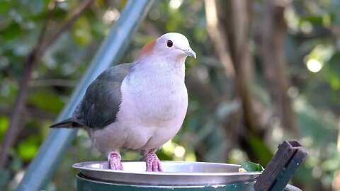 CatTV: Take your Cat to the SD Zoo: Bird Feeder
