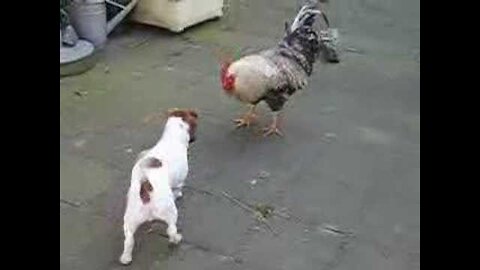 chicken vs dog kkkk