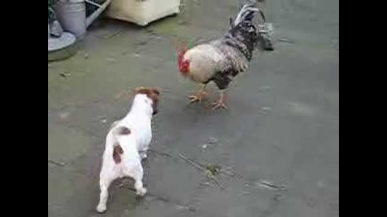 chicken vs dog kkkk