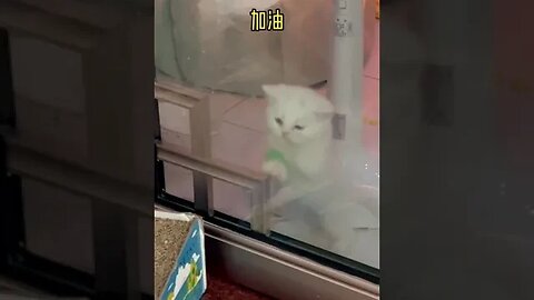 Your need to clean the Windows of the cat A small