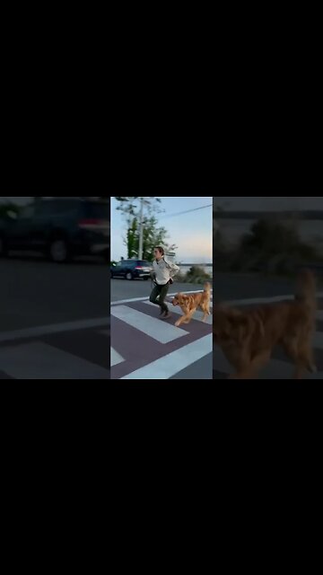 Dog Training on the peer. #dog #dogtraining #dogtrainer