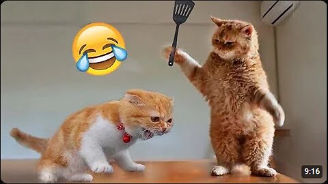 Best Funny Animal Videos of the year