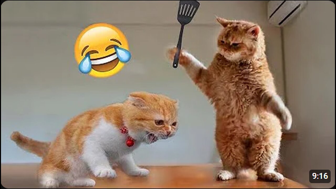 Best Funny Animal Videos of the year