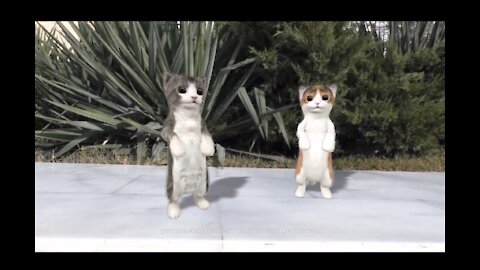 Dancing Cats | Funny Video | Must Watch