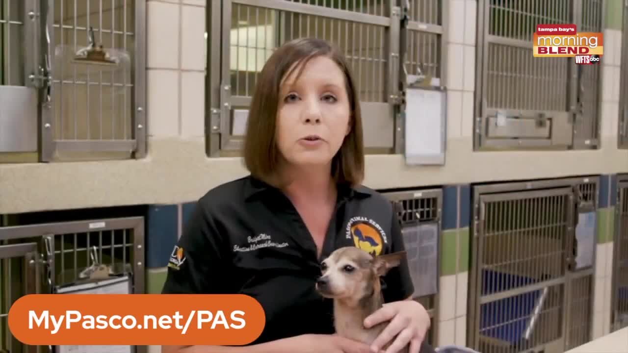 Pet Patrol | Morning Blend