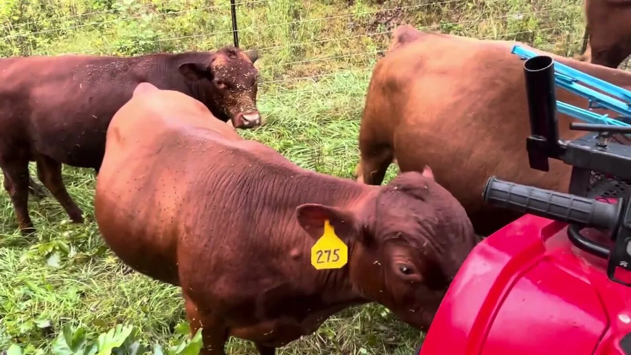 The bull mob are given the brush forest to graze for 1 day.