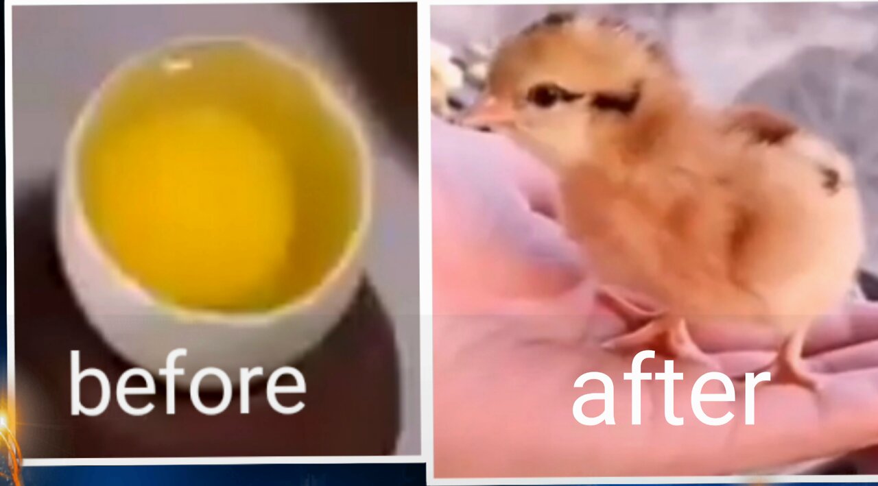 This man used gave life to a chick using only an egg