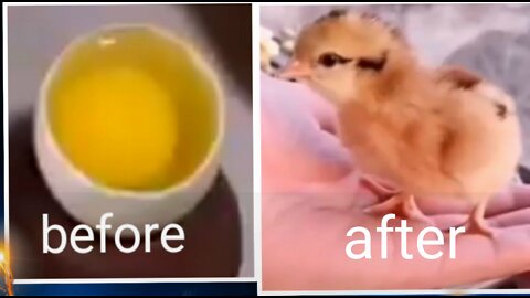 This man used gave life to a chick using only an egg