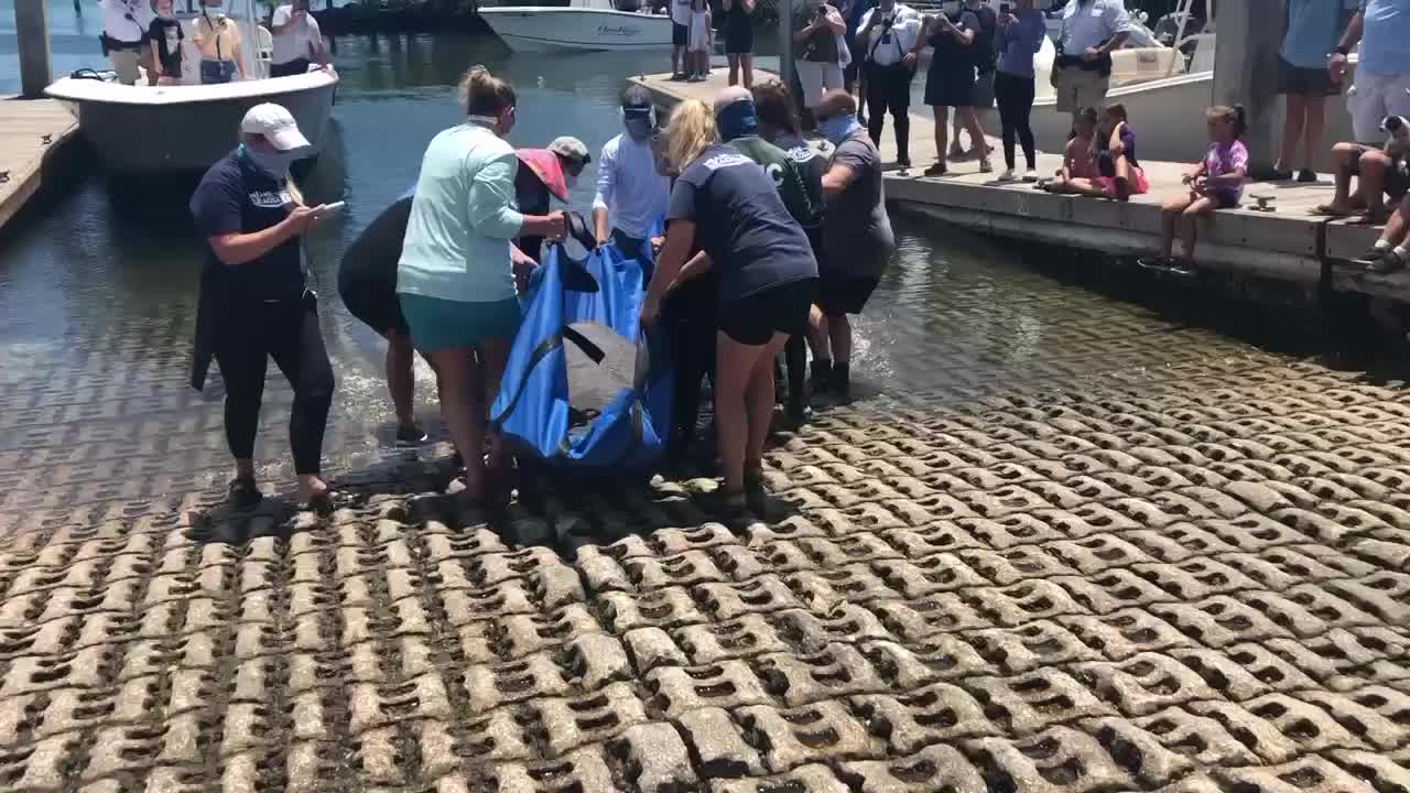 Injured manatee released in Boynton Beach