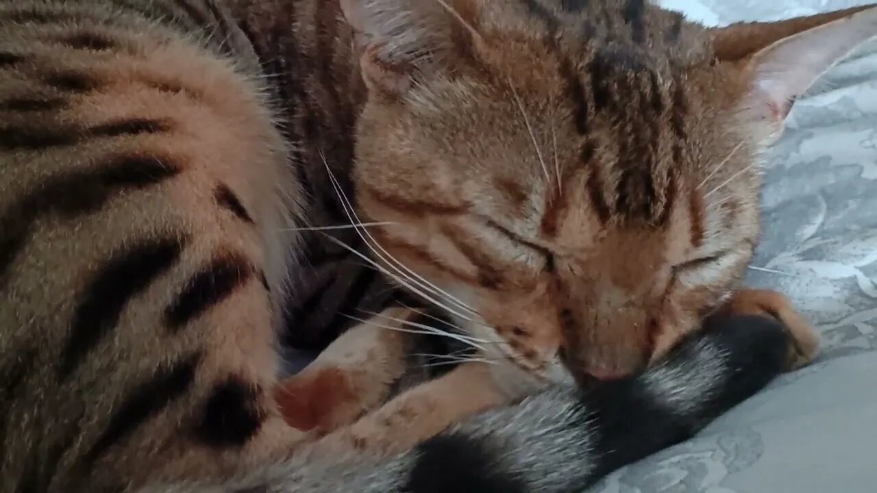 Napping bengal cat