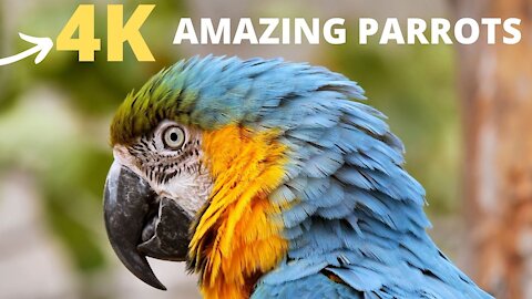 4K Ultra HD Amazing Parrots BIRDS........