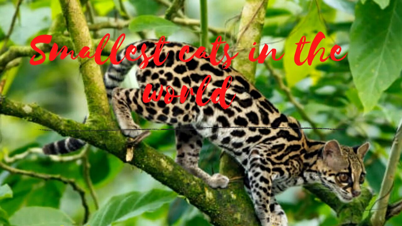 Top ten smallest cats and it's amazing facts