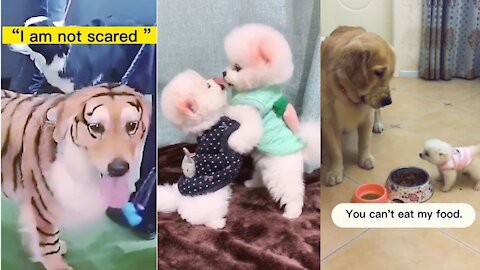 Funny, Smart And Cute Dogs💚 Video Try Not To Laugh