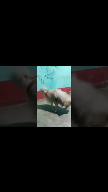 Cute dog puppy funny baby scenes 🐶😛🥰 #shorts #short #animal #dog @mr Indian Hacker @crazy xyz