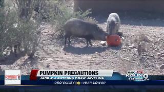 Pumpkin precautions to keep Javelina away