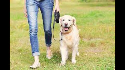 How to teach a dog to walk nice on a leash