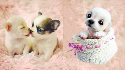 Baby Dogs - Cute and Funny Dog Videos Compilation | Aww Animals