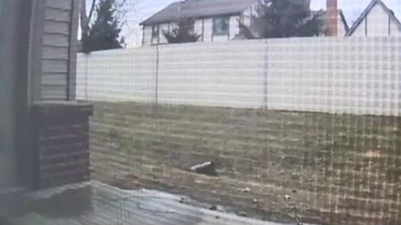 Puppy recovering from multiple fractures after Ring doorbell camera catches man throwing her