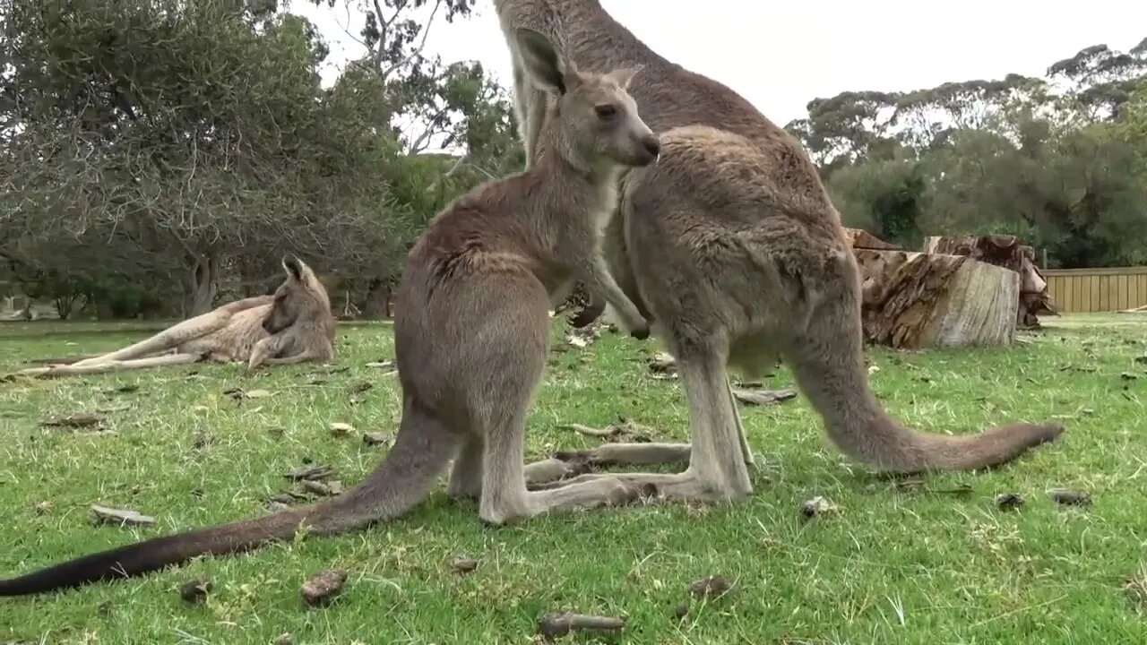 Clumsy Baby Kangaroo Learns To Hop 🦘 - The Lifestyle of a Cute Baby-8