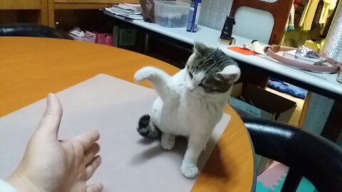 ruthless cat on the table(73day old cat - part2)