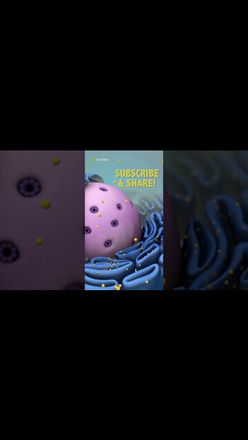 Biology Quiz: What do Ribosomes do?