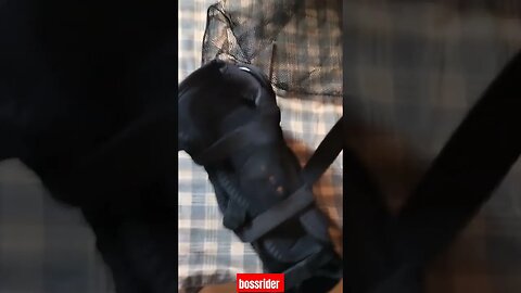 Pro-X Elbow Guard #guard #proxguard #pro #bike #shortvideo #viral #viralreels #bossrider