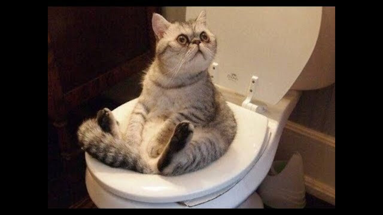 Hilarious Cat Video Cats Pets Pet Video Try Not To Laugh