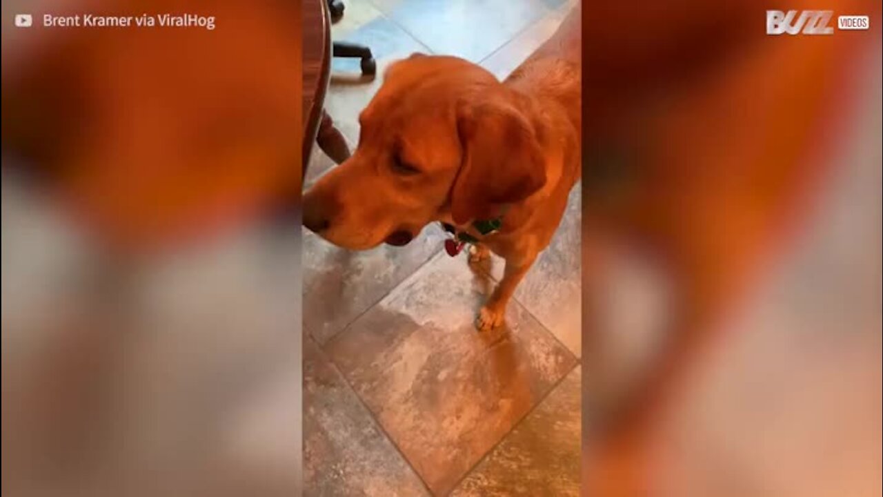 Son chien l'aide à faire des sandwichs