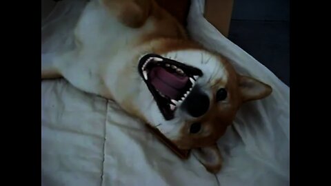 Angry Shiba Inu
