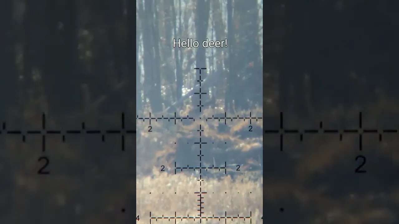 When a deer interrupts your target practice