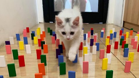 Cats and Domino nice it will keep relaxing