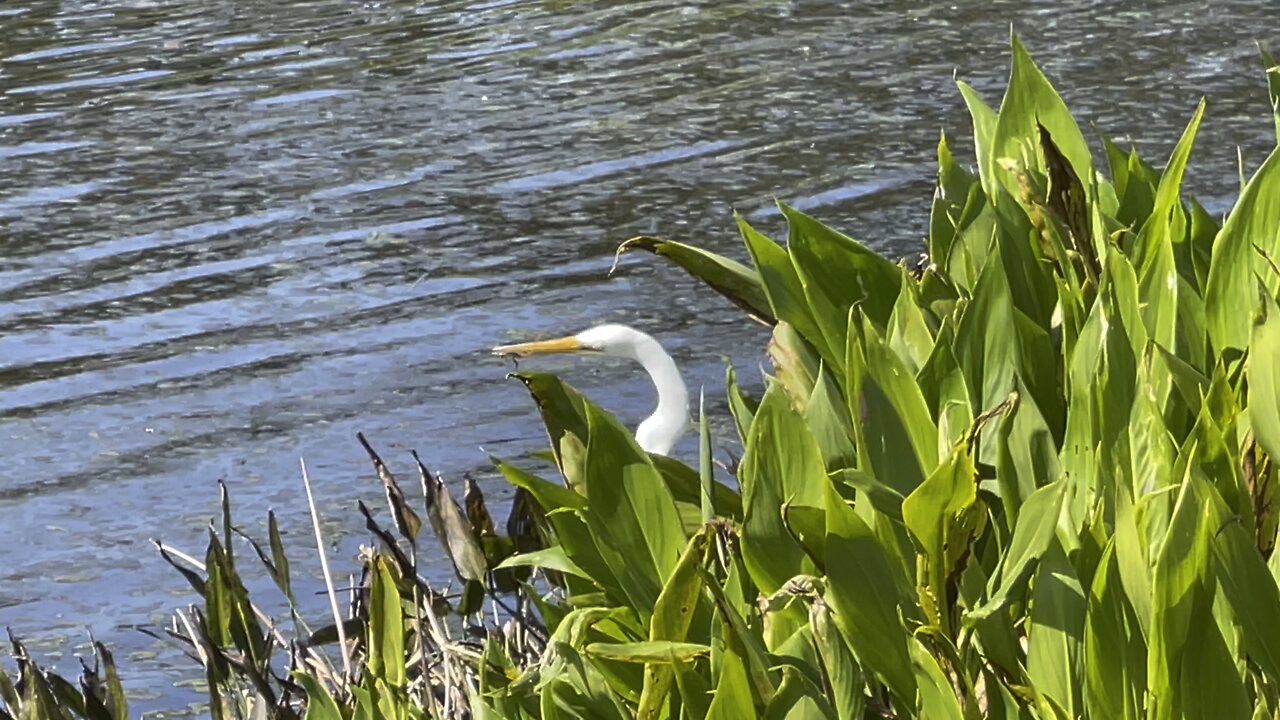 Great Egret Hunting For Lizards Part 2 #4K #walks #DolbyVision