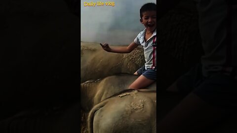 Children python and buffalo in the rice field