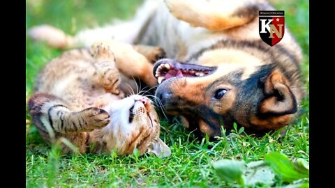 Cats and Dogs Interacting - Cats and Dogs Being Friends Compilation