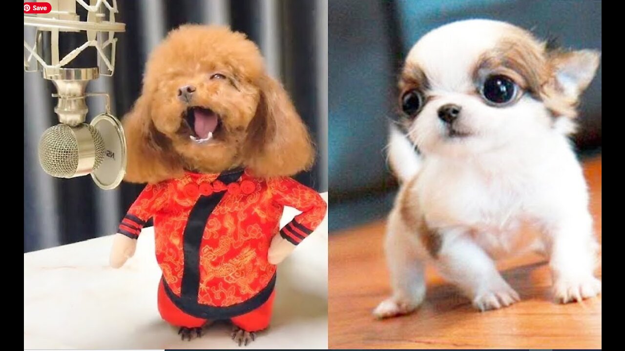 Funny DOG Videos Compilation 🤣😂🐶 Try Not To Laugh Challenge
