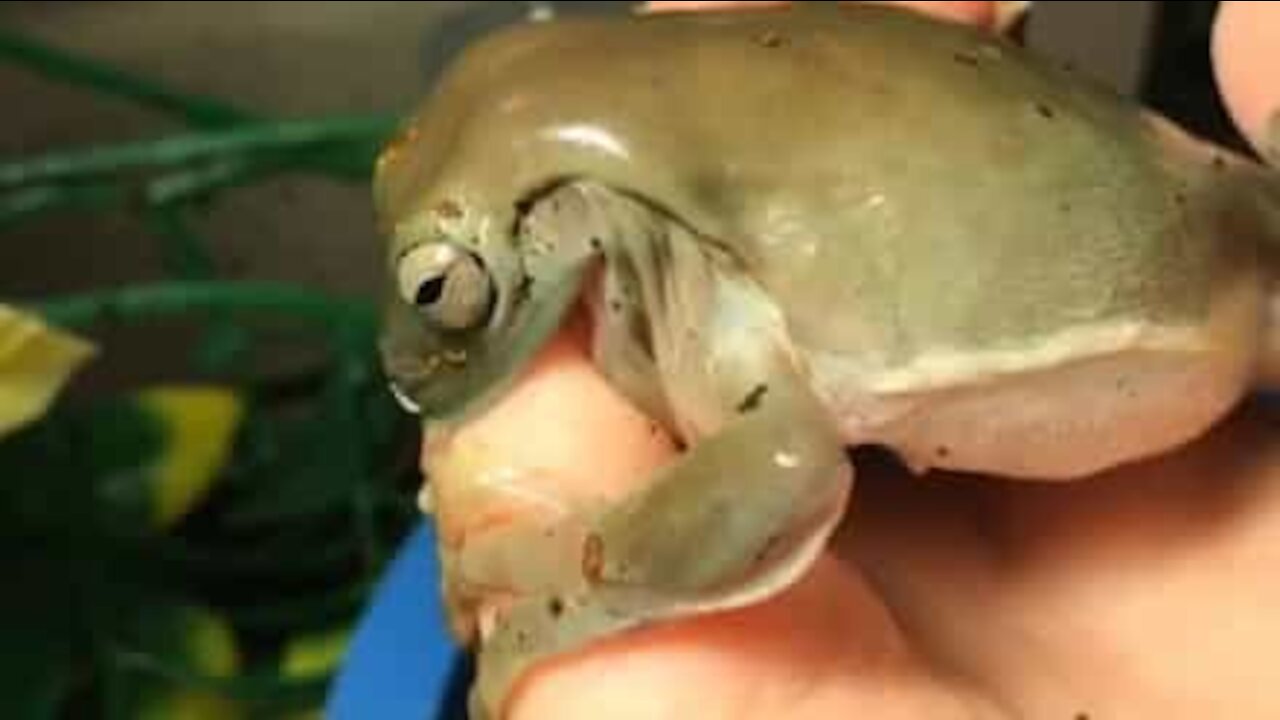 Un grenouille tente d'avaler l'auriculaire de sa propriétaire