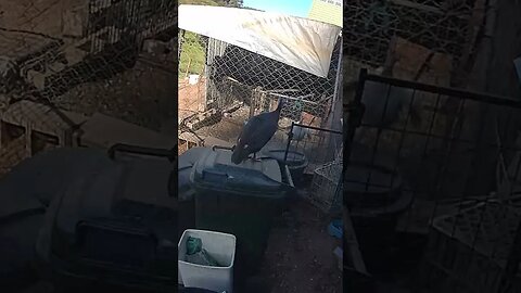 Farm cam. Baby bird watch