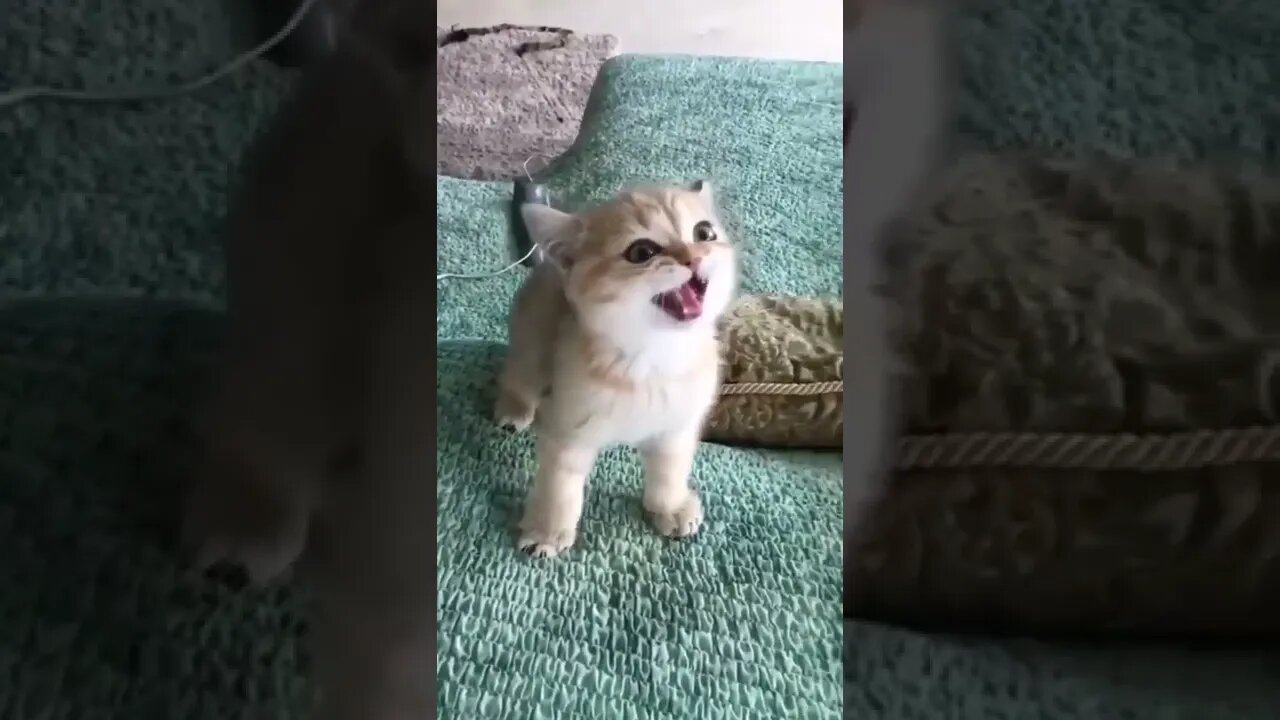 प्यारा बिल्ली का बच्चा Cute Kitten