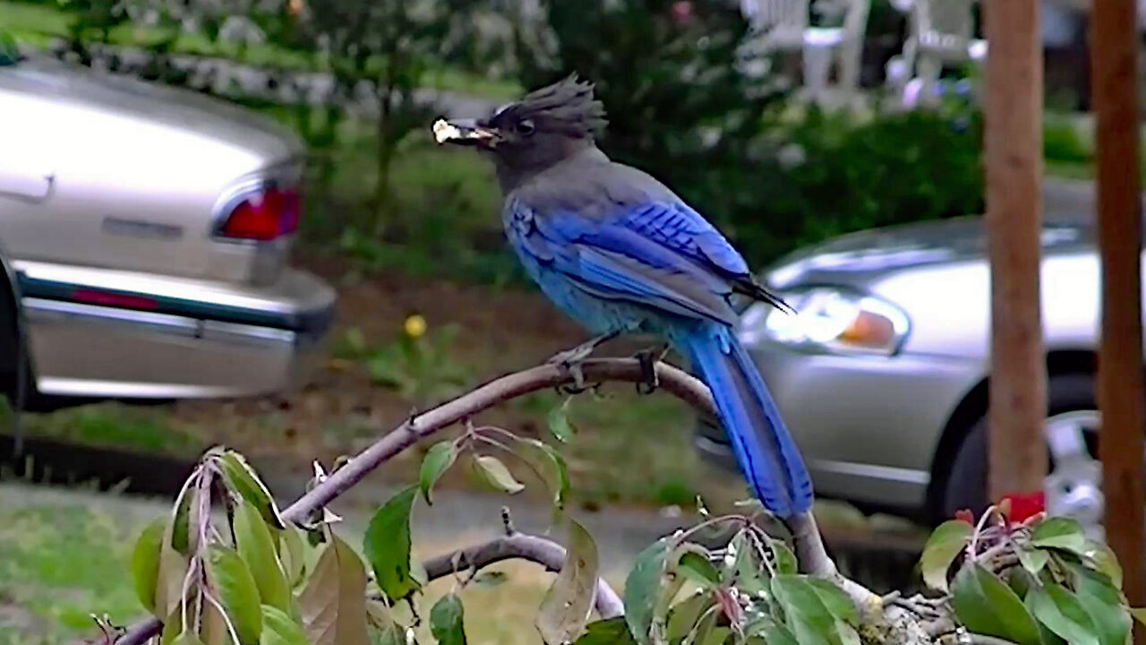 IECV NV #619 - 👀 Steller's Jay On The Ground & In The Tree🐦 6-9-2018