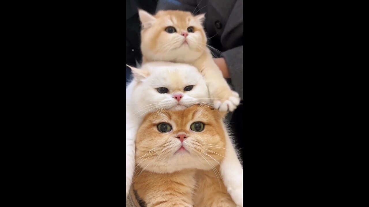 Funny cats😂