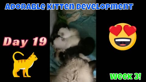 Adorable Kitten Development: Week 3! (2022) 😻