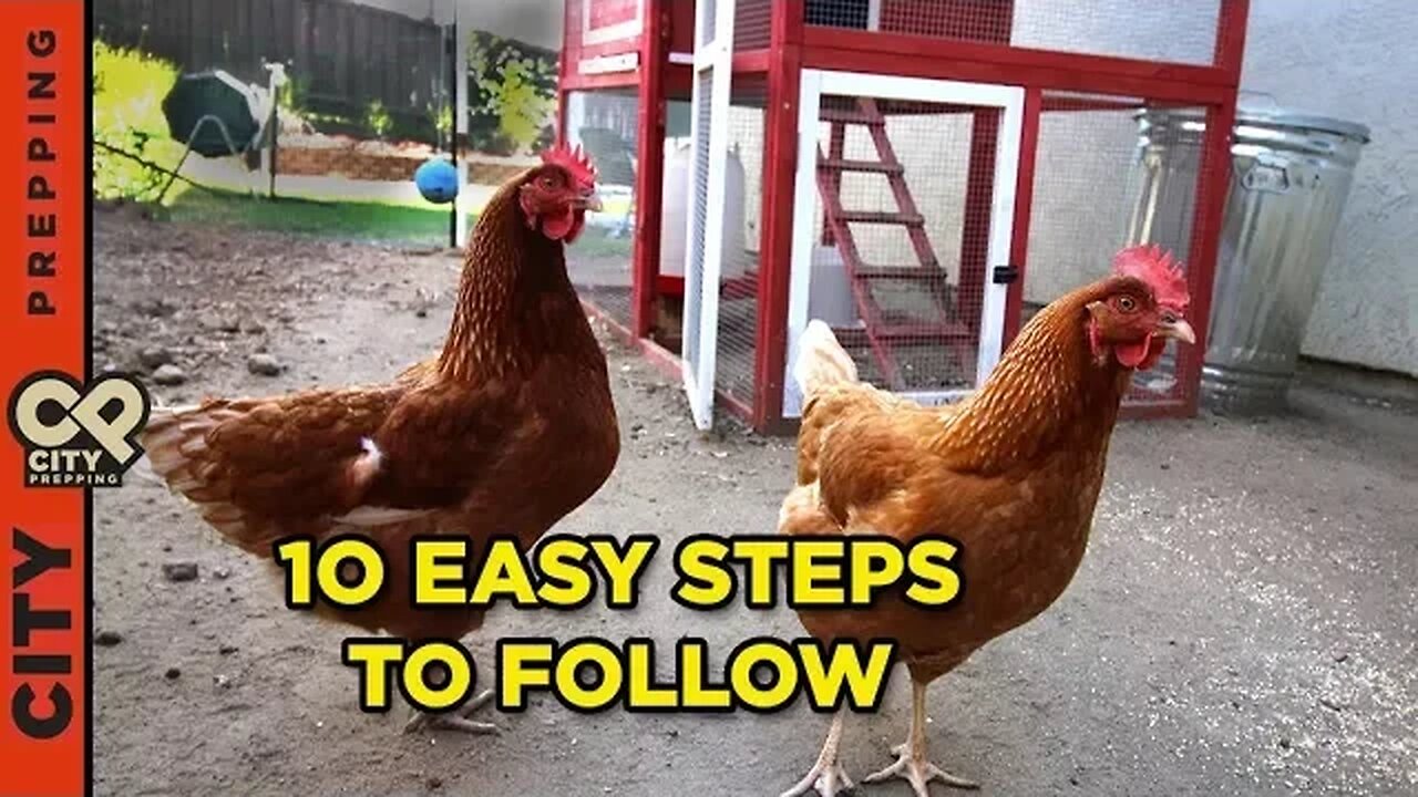 How to raise chickens in your backyard (10 tips)