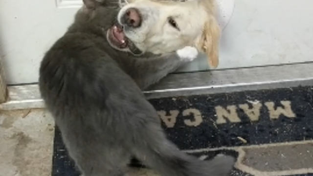 White Lab Pokes Head Through Doggie Door, Immediately Greeted By Angry Cat