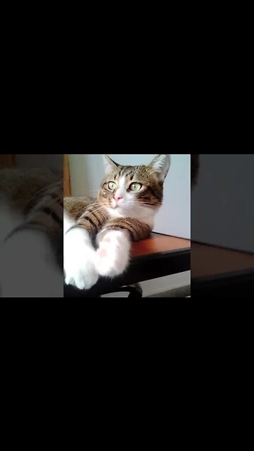 Lazy Little Cat Sleeps on the Table #shorts