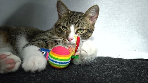 Funny Kitten Wakes up when He Gets Toys