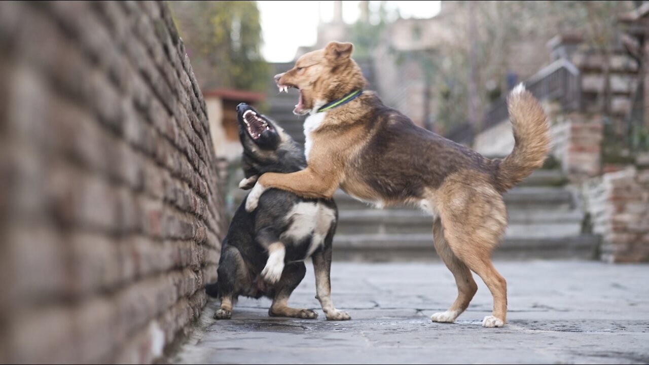 OMG ! While the dog gets trainning, the other dog attack them and...